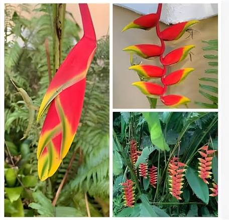 Red Heliconia Flower Seeds 