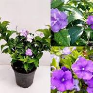 Pink Brunfelsia Flower Seeds - Heirloom, Non-GMO, High Germination Flower Seeds for Planting