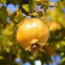 yellow pomegranate fruit exotic and unique super juicy soft vibrant color Fruit seeds