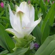 White Curcuma Flower Seeds