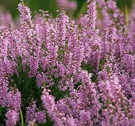 calluna Flower 