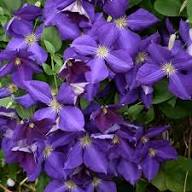 Violet Clematis Flower Seeds