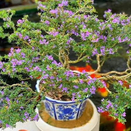 Blue High Quality Bonsai Plants Largeleaf Gentian Perennial Flower Diy Home Garden Flower Seeds