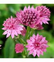 Masterwort Flower Seeds