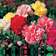 Carnations Flower Seeds Mixed - Heirloom Non GMO High Germination Garden Seeds for Planting