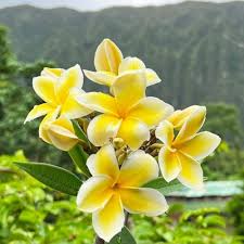 White Yellow Plumeria Premium Floral 
