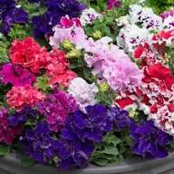 Double Petunia Flower Seeds Mixed - Heirloom Non GMO High Germination Garden Seeds for Planting