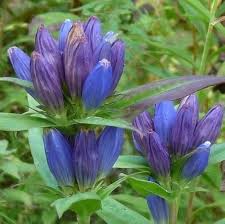 Bottle Gentian Planting Gentiana