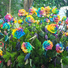 Mixed Rose Flower 