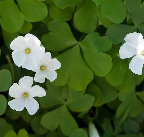 White Oxalis Flower Seeds 