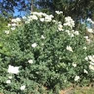 White Coulteri Flower Seeds - Heirloom Non GMO High Germination Flower Seeds for Planting
