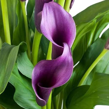 Purple Calla Lily Flower Seeds