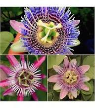 MIXED PASSION PERENNIAL FLOWER SEEDS HEIRLOOM NON-GMO HIGH GERMINATION ORGANIC GARDEN SEEDS FOR PLANTING Seeds - Heirloo