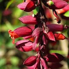 Thunbergia coccinea Flower Easy Grow Blossoms for Planting Heirloom Non-GMO High Germination Organic Garden for Home