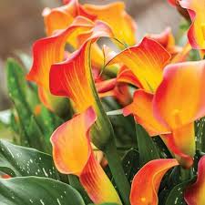 Orange Bonsai Calla Lily Flower Seeds