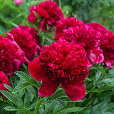Red Double Peony Flower 