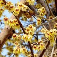 Yellow Chimonanthus Flower Seeds - Heirloom Non GMO High Germination Garden Seeds for Planting