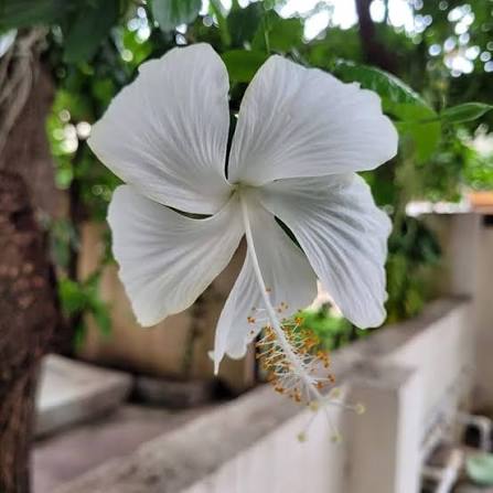 White Hibiscus Flower Seeds