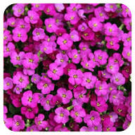 Pink Aubretia Flower Seeds