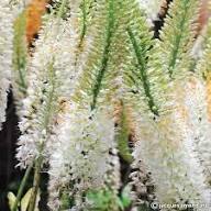 White Eremurus Flower Seeds