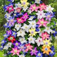 Clematis Flower Seeds Mixed Rare Blooming Plants Balcony and Patio Gardening Colorful Seeds for Planting - Heirloom Non