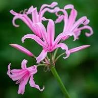 Pink Agaventhus Flower Seeds Easy Grow Blossoms for Home Garden Decoration, Heirloom Non-GMO High Germination Seeds for