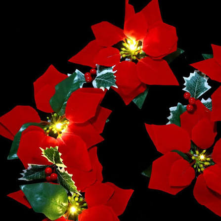 Red Dark Poinsettia Flower Seeds 