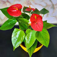 Red Blooming Anthurium Flower Flower Seeds - Heirloom Non GMO High Germination Organic Garden Planting Seeds