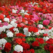 Geranium Flower Seeds Mixed 