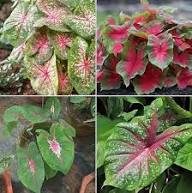 Cactus Flower Seeds - Heirloom, Non-GMO, High Germination Flower Seeds for Planting
