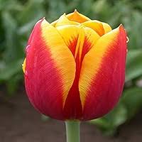Red Yellow Tulip Flower Seeds
