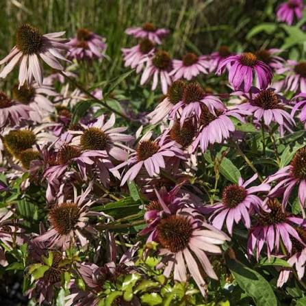Perennial Echinacea Flower Seeds