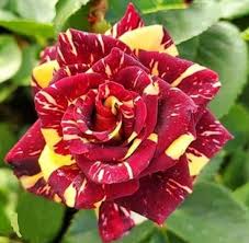 Red Yellow Rose Flower Seeds 