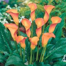Orange Calla Lily Flower Seeds 