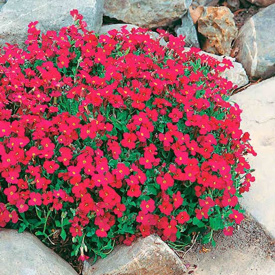 Red Cress Aubrieta Flower Seeds