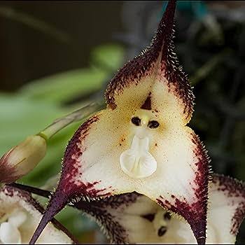 Red Monkey Face Orchid Flower Seeds - Heirloom Non GMO High Germination Organic Garden Flower Seeds