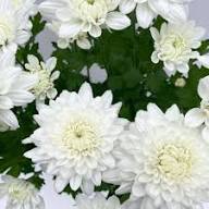 White Giant Chrysanthemum Flower Seeds