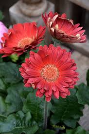 Red Daisy Flower Seeds - Heirloom Non GMO High Germination Premium Garden Seeds for Planting