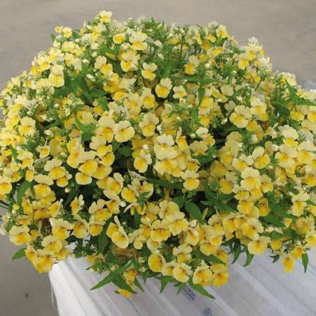 Yellow Nemesia Flower Seeds 