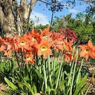 Orange Amaryllis Flower Seeds - Heirloom Non GMO High Germination Premium Flower Seeds for Home Garden