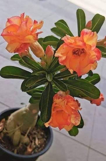 Orange Desert Rose Flower Seeds 