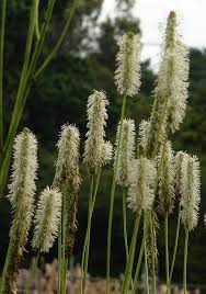 Yellow Organic Sanguisorba Flower Seeds Heirloom Non GMO High Germination Organic Garden Seeds Seeds for Planting Orname