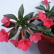 Pink Achimenes Flower Seeds 