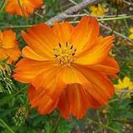 Orange Cosmos Flower Seeds