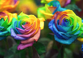 Rainbow Rose Flower Rare Colorful Home Garden Or Business Decoration Flower Seeds