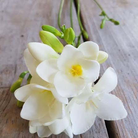 Freesia Flower Seeds