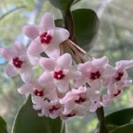 White Carnosa Flower Seeds Exotic Flowering Plants Colorful Backyard Beauty Colorful Seeds for Planting - Heirloom Non G