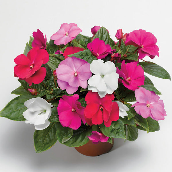 Mixed Impatiens Flower Seeds – Rare Blooming Plants for Balcony and Patio Gardens - Heirloom Non GMO High Germination