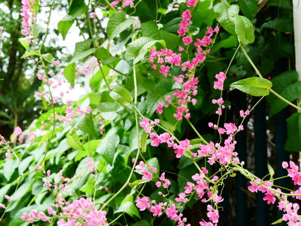 Antirrhinum Flower Seeds - Heirloom Non GMO Premium Garden Seeds for Planting