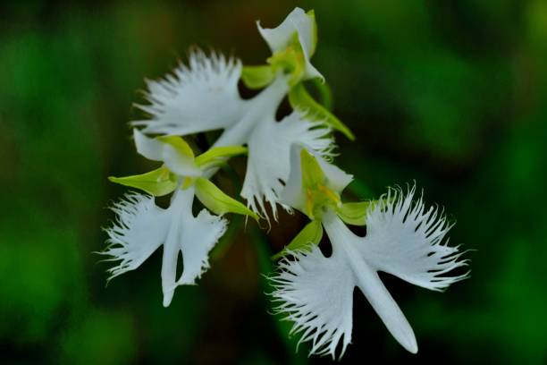 White Orchid Egret Plant Seeds